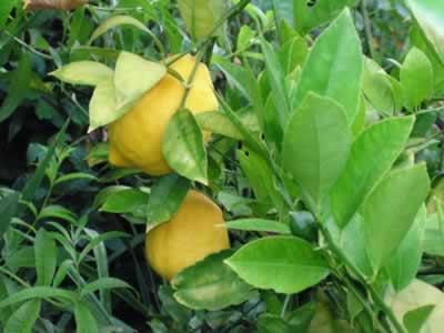 Meyer lemon