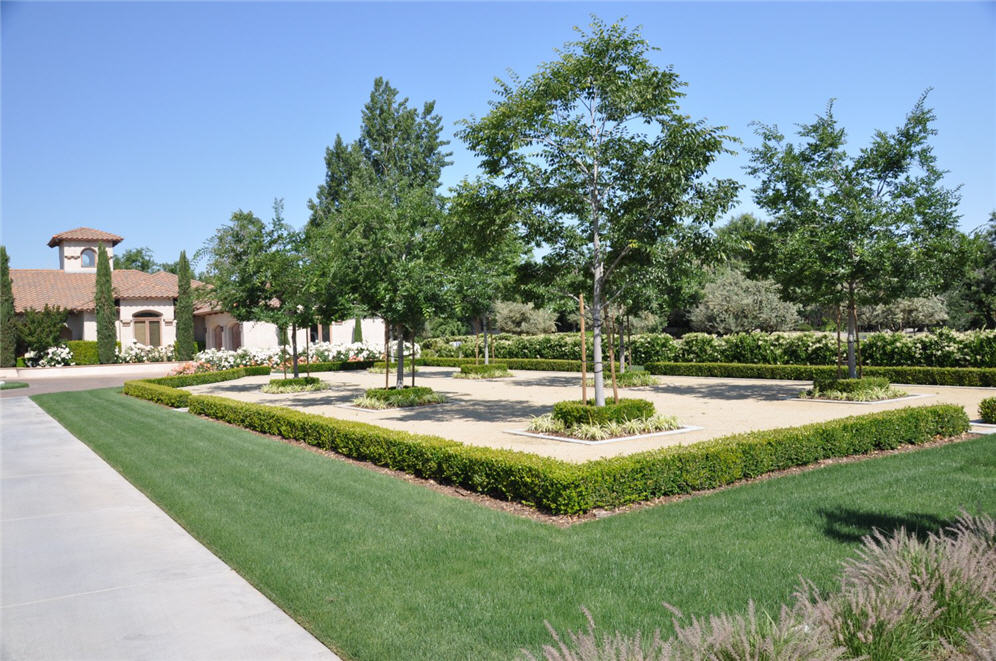 Tree Courtyard