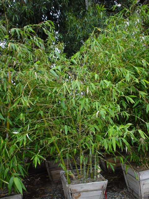 Plant photo of: Bambusa oldhamii