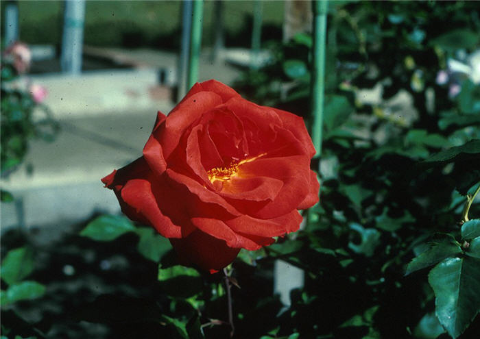 Rosa species