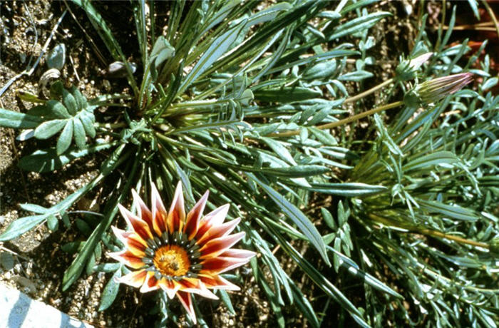 Plant photo of: Gazania 'Sunburst'
