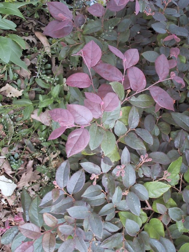 Plant photo of: Loropetalum chinense 'Rubrum' cvs.