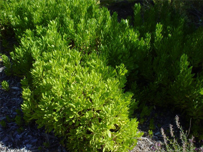 Plant photo of: Osteospermum fruticosum 'White'