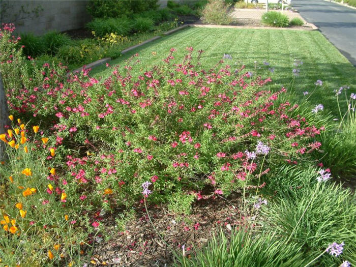 Plant photo of: Salvia greggii 'Rose Pink'