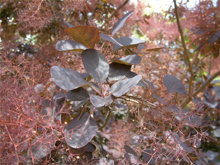 Plant photo of: Cotinus coggygria 'Royal Purple'
