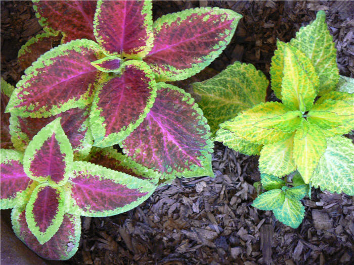 Coleus (assorted selections)