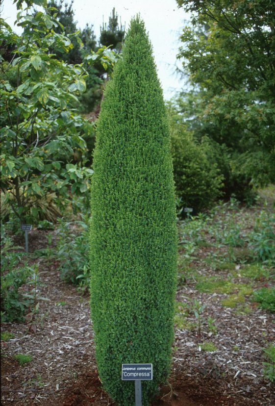 Plant photo of: Juniperus communis 'Compressa'