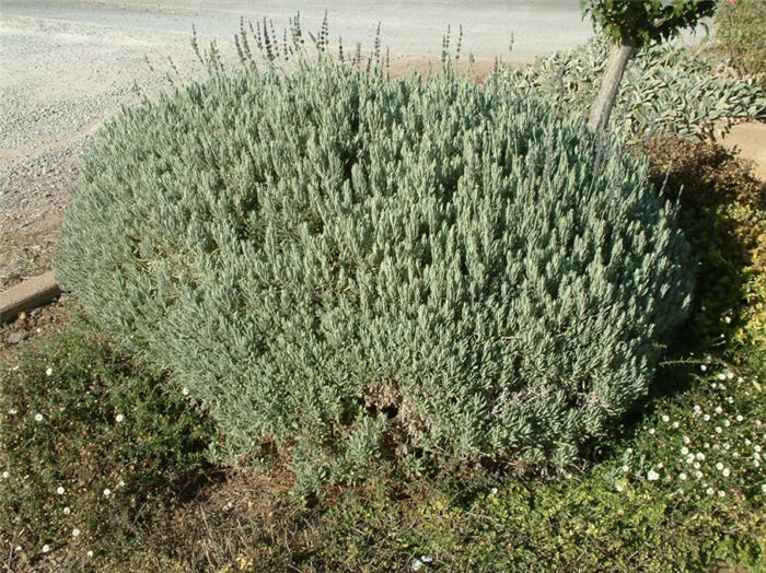 Plant photo of: Lavandula 'Goodwin Creek Grey'