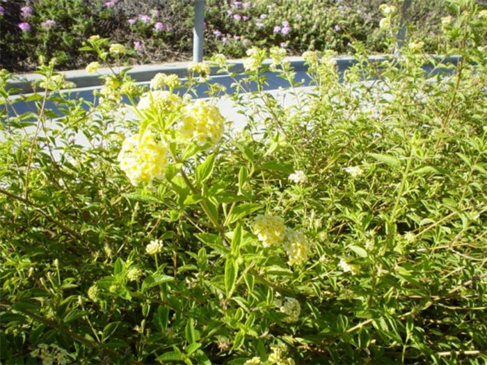 Plant photo of: Lantana 'Spreading Yellow'