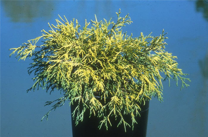 Plant photo of: Chamaecyparis pisifera 'Filifera Aurea'