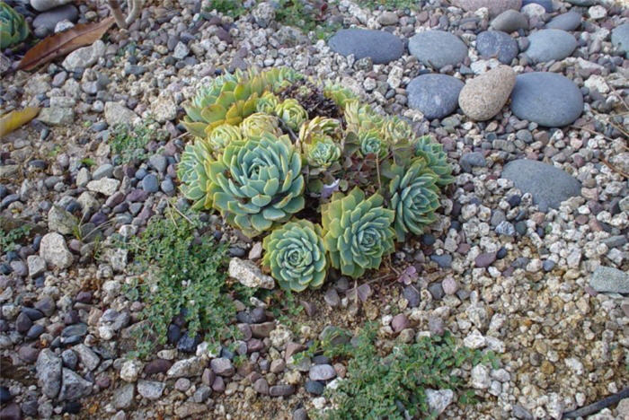 Gray-Blue Hens and Chicks