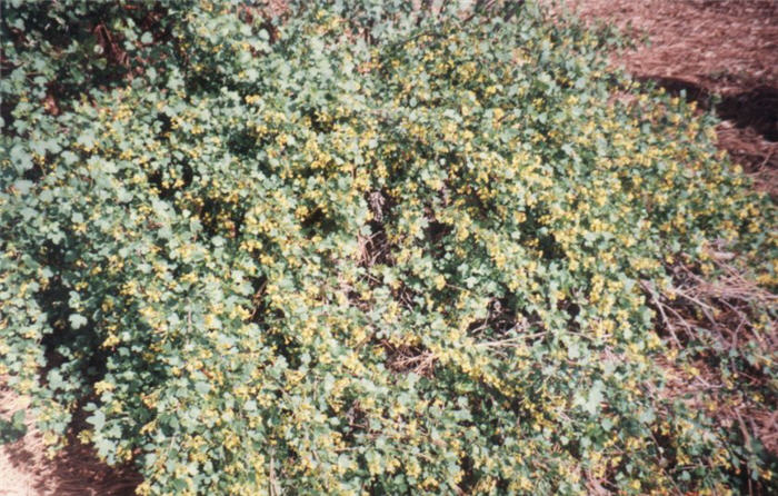 Plant photo of: Ribes aureum