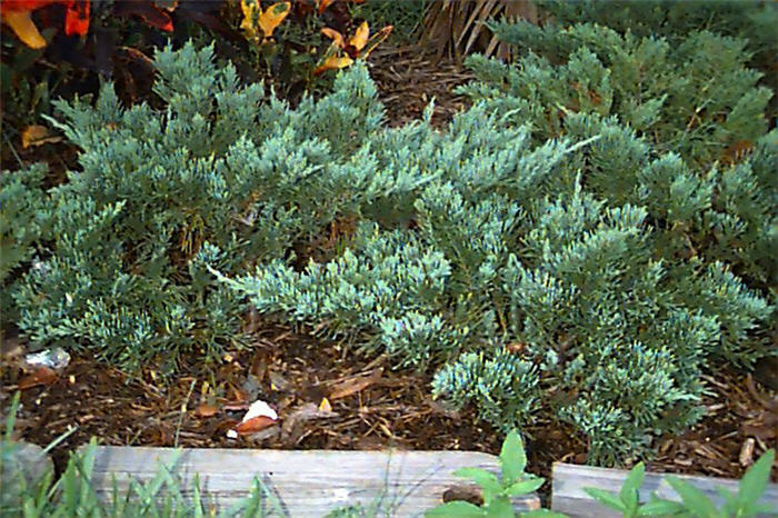 Plant photo of: Juniperus chinensis 'Parsonsii'
