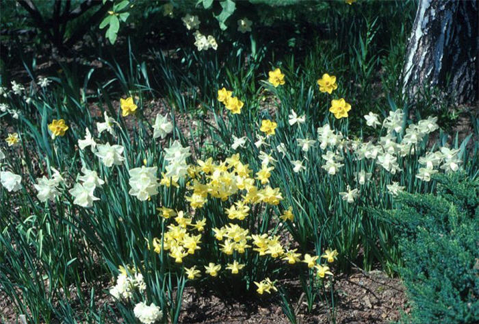 Plant photo of: Narcissus  hybrida