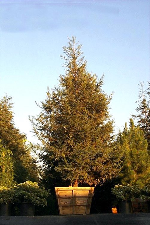 Plant photo of: Sequoia sempervirens 'Soquel'