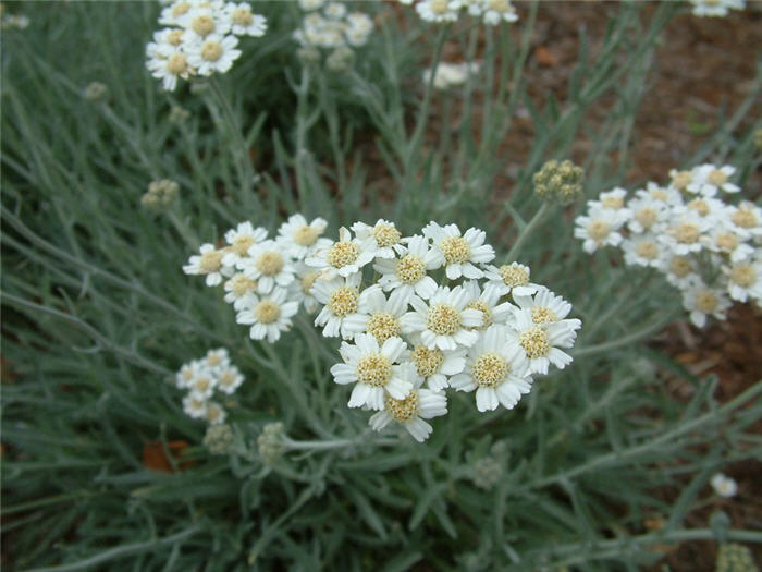 Plant photo of: Achillea X kellereri