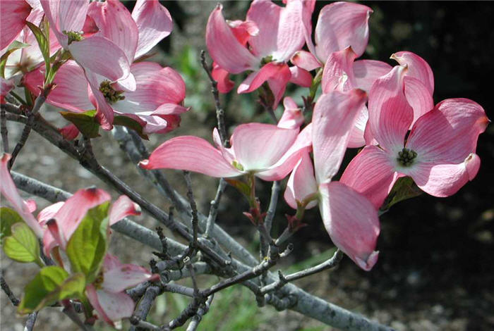 Plant photo of: Cornus florida 'Pink