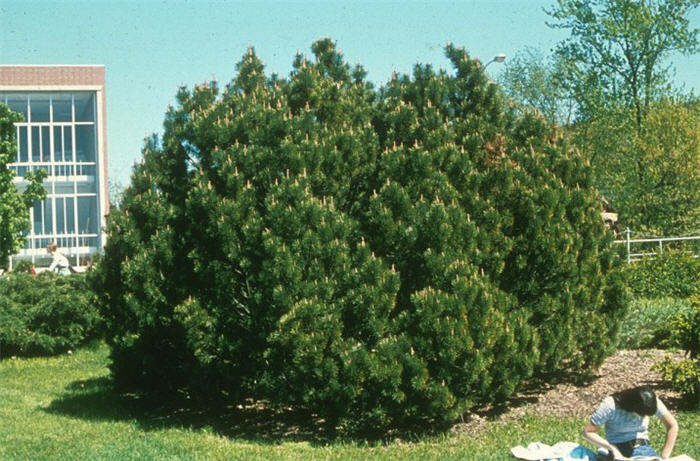 Plant photo of: Pinus mugo uncinata