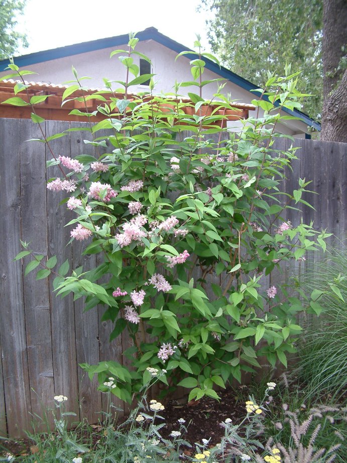 Plant photo of: Deutzia hybrids 'Pink-A-Boo'
