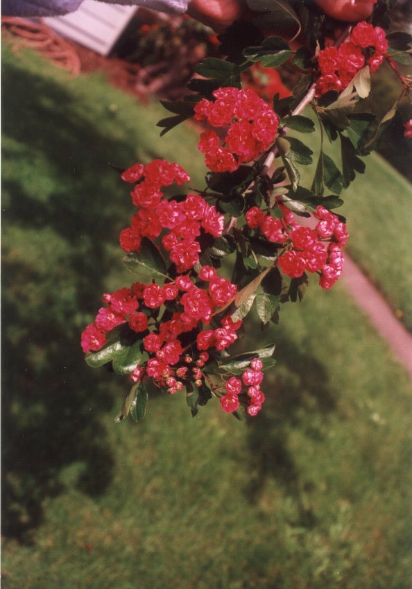 Plant photo of: Crataegus X lavallei 'Paul's Scarlet'