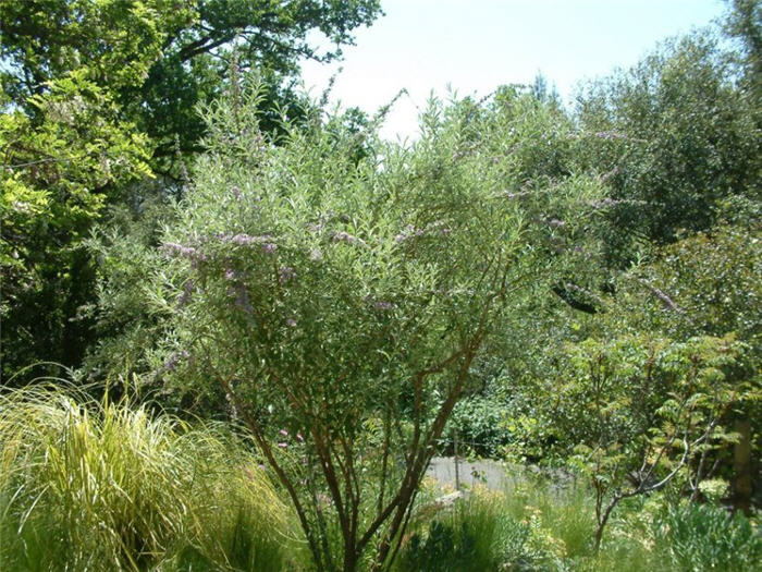 Plant photo of: Buddleja alternifolia 'Argentea'