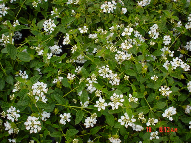 Plant photo of: Lantana montevidensis 'White Lightnin'