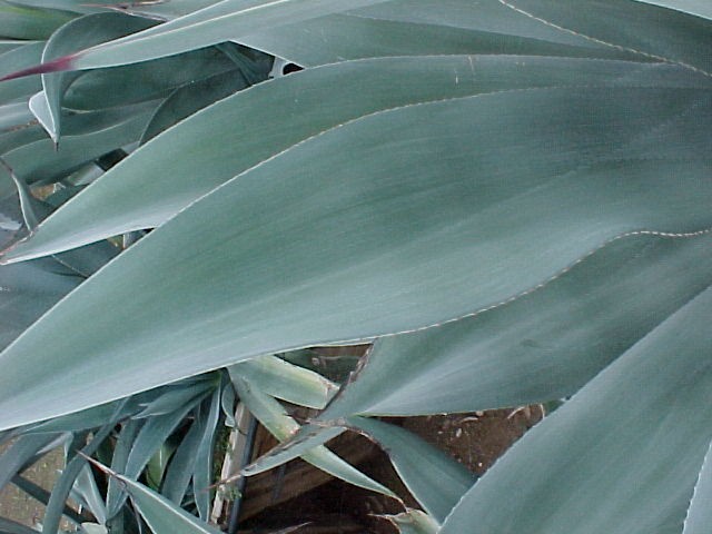 Smooth-Edged or Weber Agave