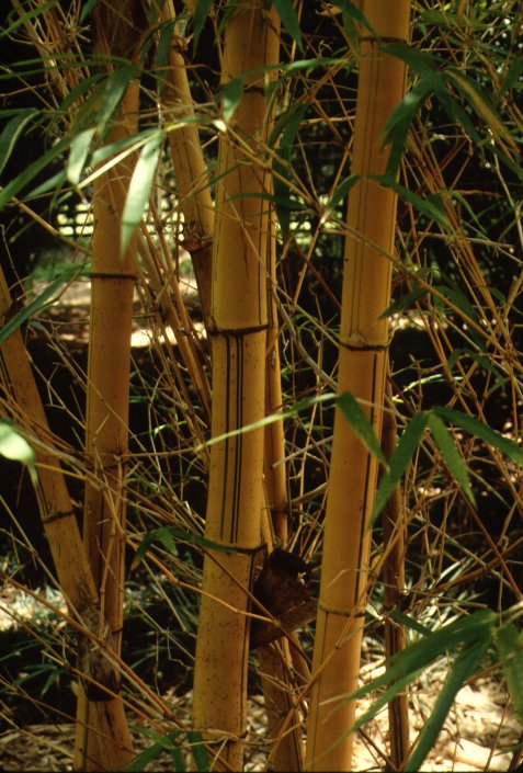 Clumping Bamboo Alphonse Karr