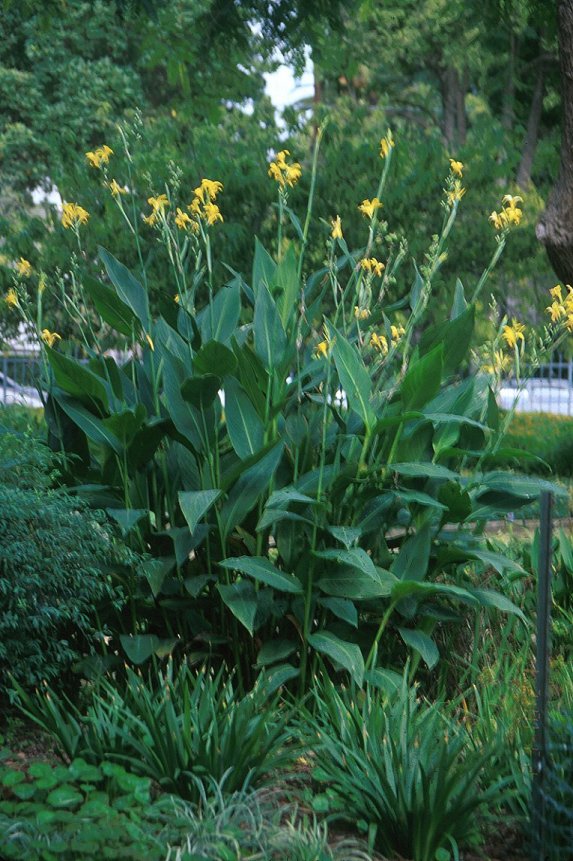 Plant photo of: Canna X generalis