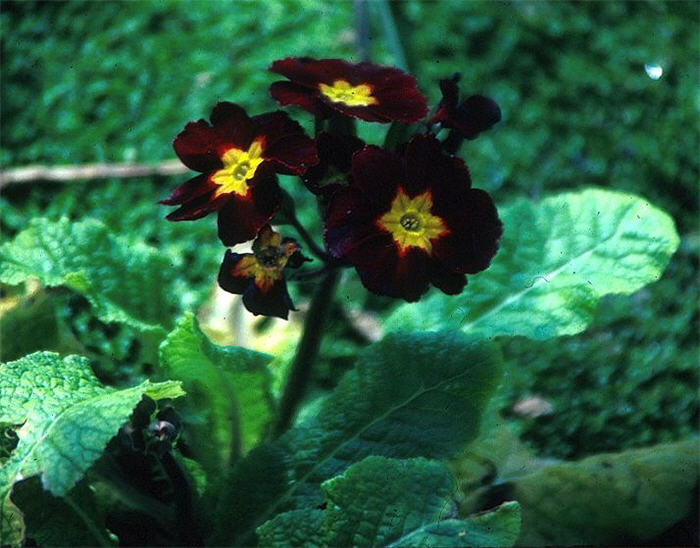 Plant photo of: Primula Polyanthus Group