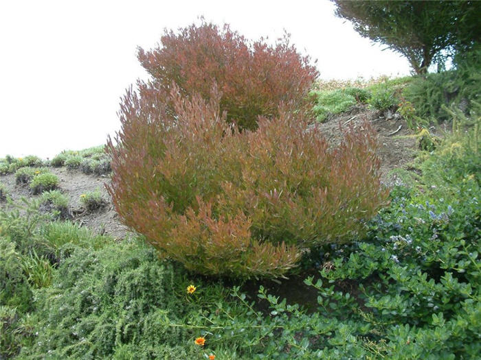 Purple Hopseed or Hop Bush
