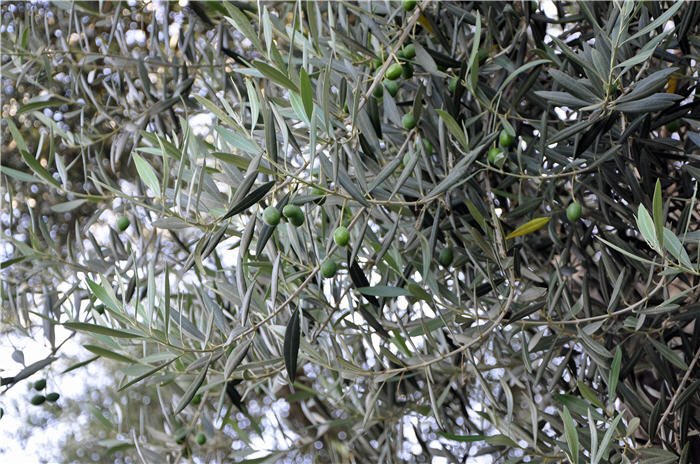 Olive, Edible Olive
