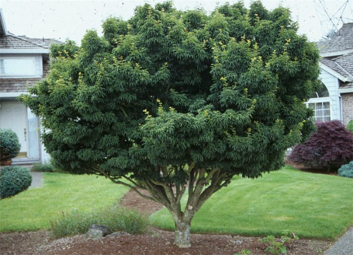 Acer palmatum 'Shishi Gashira'