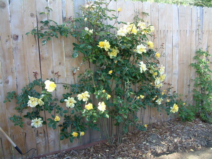 Plant photo of: Rosa 'Golden Showers'