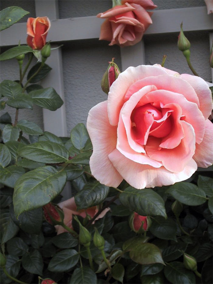 Plant photo of: Rosa 'Royal Sunset'