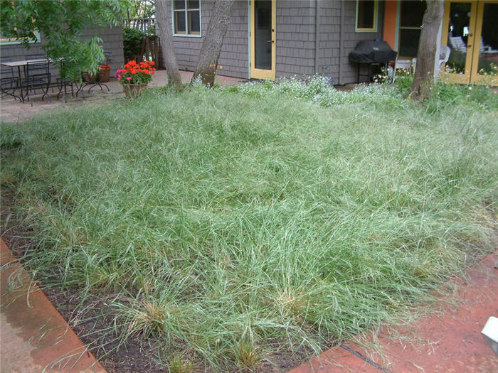 Purple Needle Bunch Grass