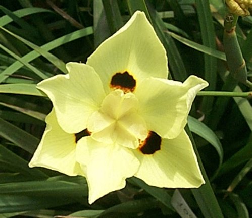 Yellow Dietes or Fortnight Lily