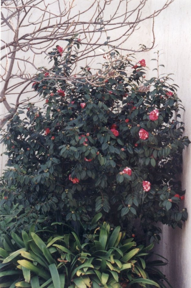 Common Camellia