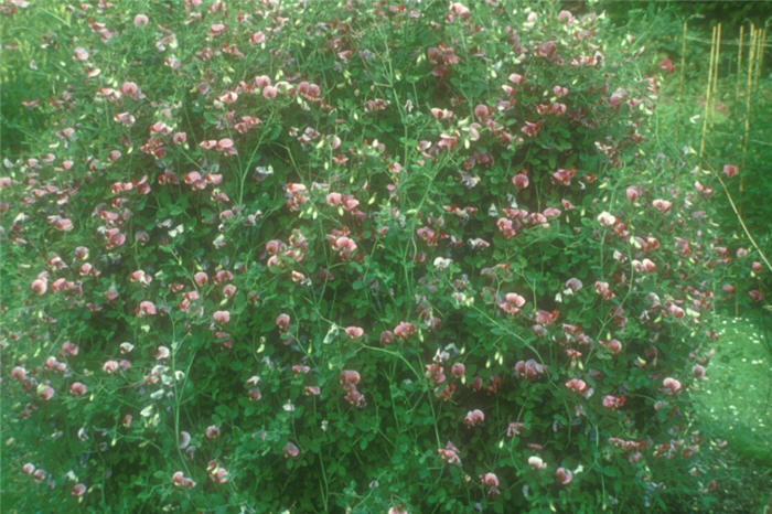 Plant photo of: Lathyrus odoratus