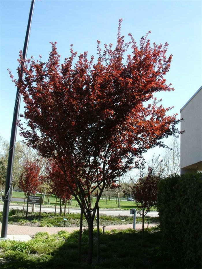 Plant photo of: Prunus cerasifera 'Thundercloud'