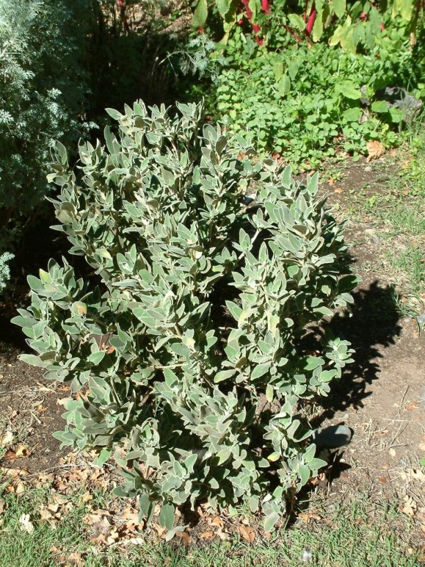 Plant photo of: Phlomis russeliana