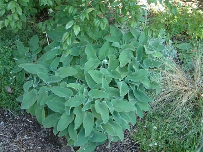 Plant photo of: Phlomis samia