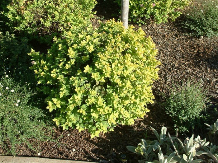Plant photo of: Spiraea japonica 'Limemound'