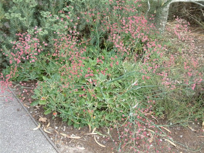 Plant photo of: Eriogonum grande rubescens