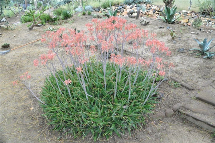 Plant photo of: Aloe striata