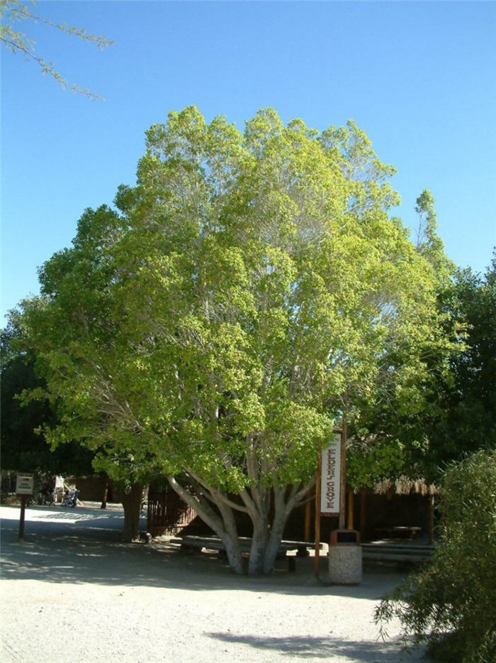 Plant photo of: Ficus microcarpa