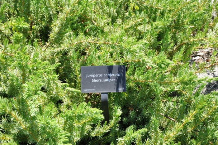 Plant photo of: Juniperus rigida conferta