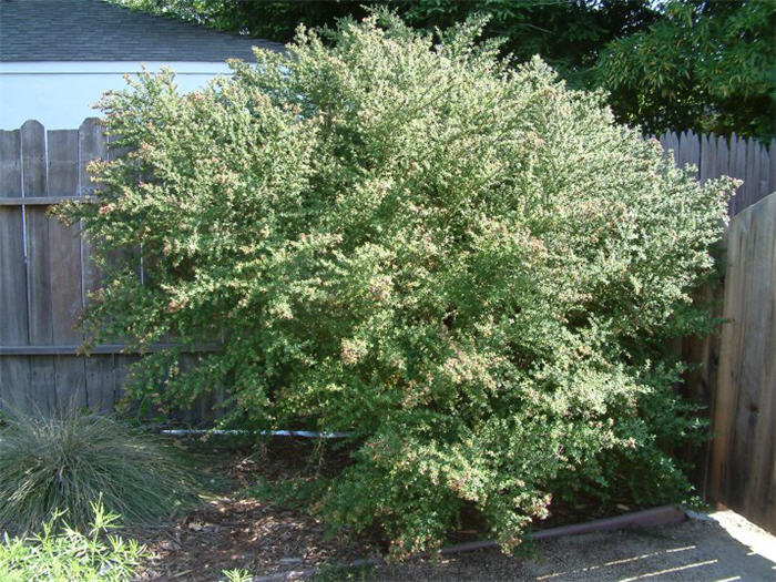 Plant photo of: Leptospermum petersonii