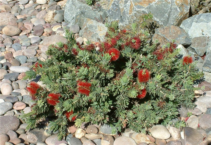 Plant photo of: Callistemon X viminalis 'Little John'
