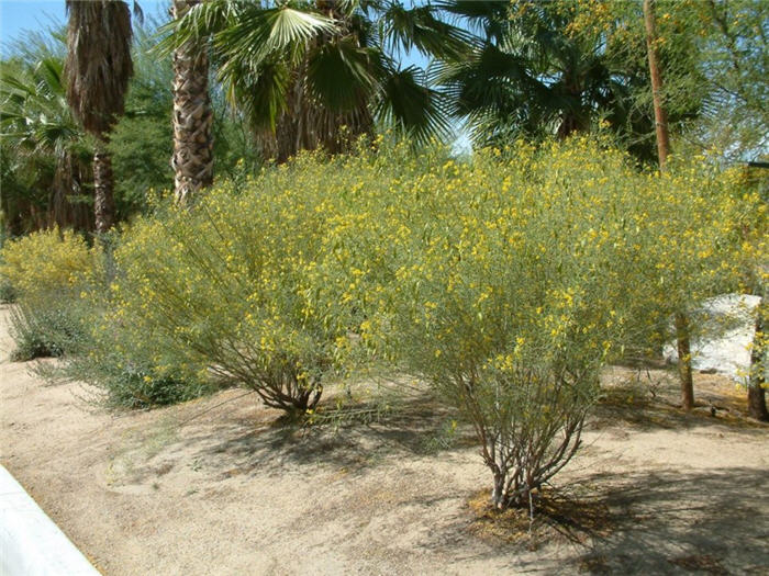Plant photo of: Senna artemisioides